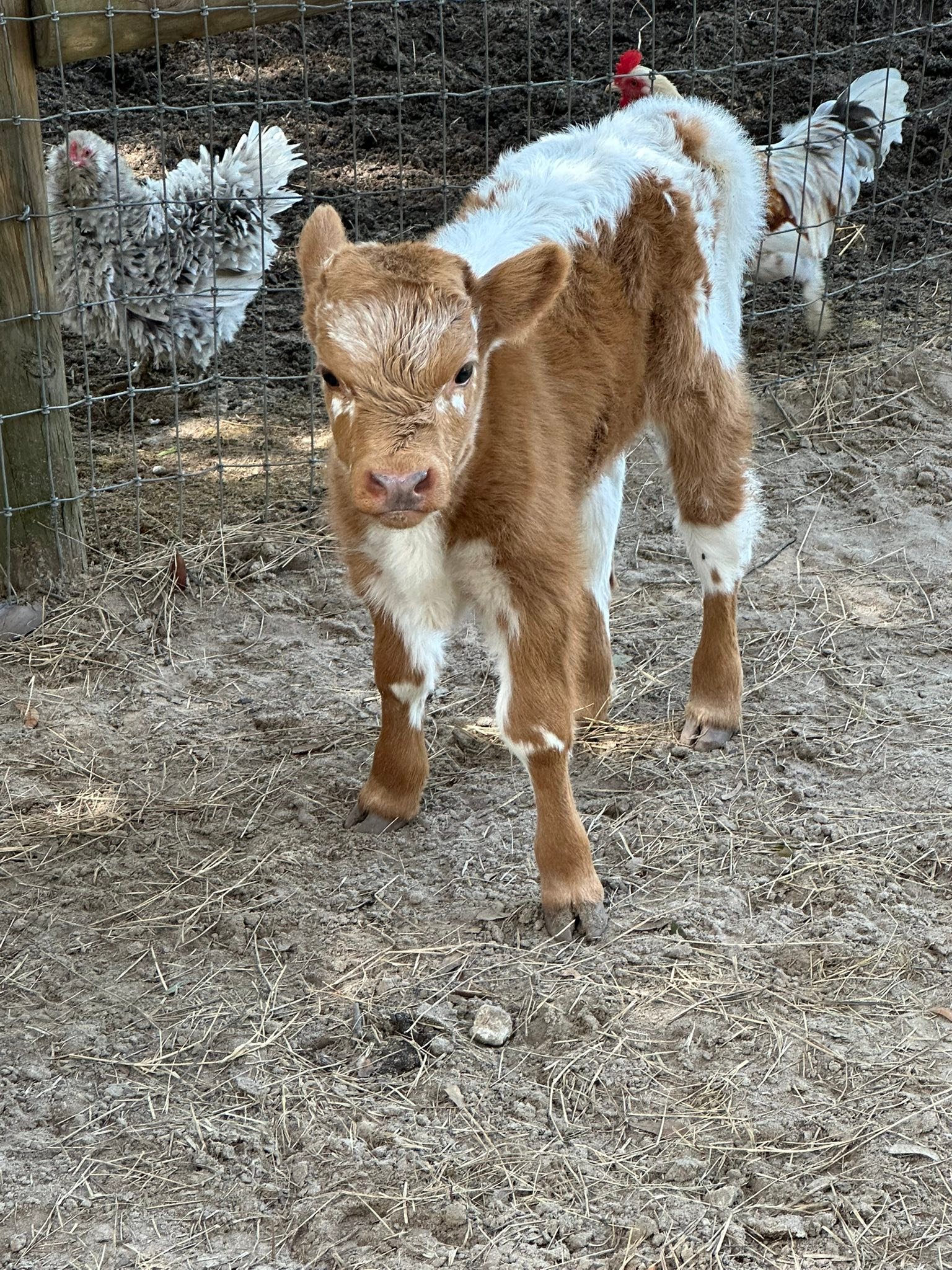 Rolling acres ranch | Lady Lake FL
