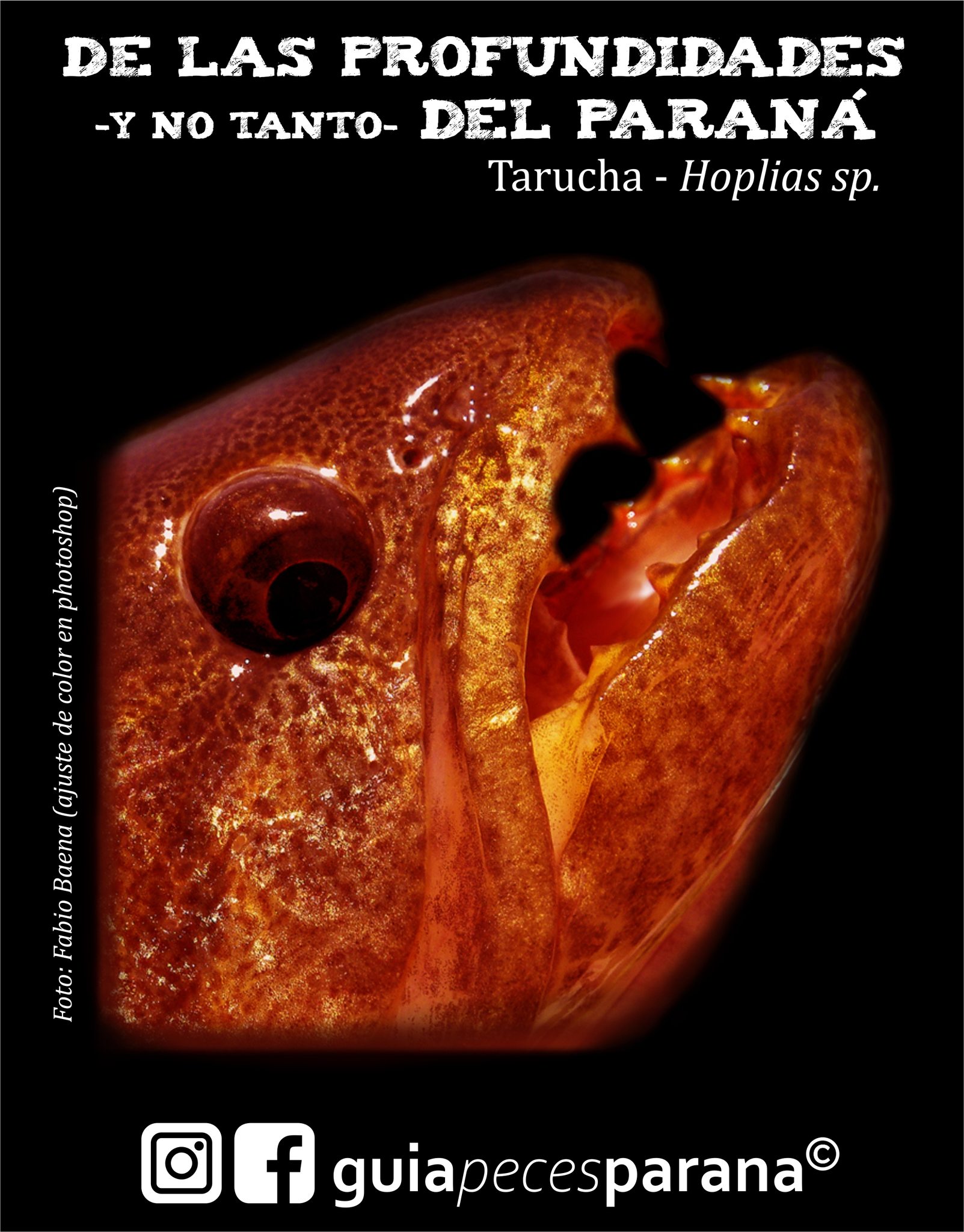 Peces del Paraná -... - Peces del Paraná - Guía Ilustrada