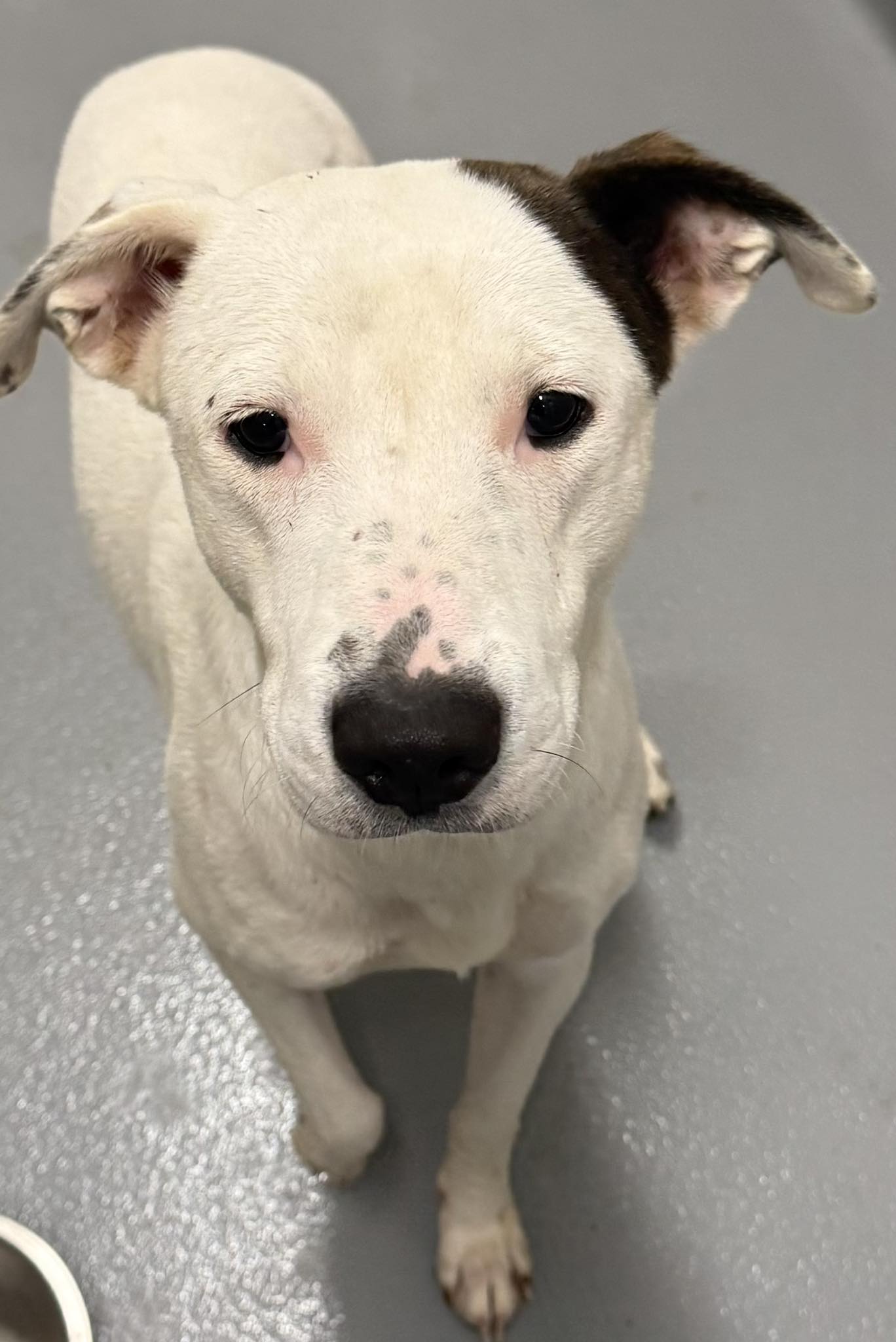 Rockdale - Rescue Group Pulled Available. Male. Young Adult. Pit ...