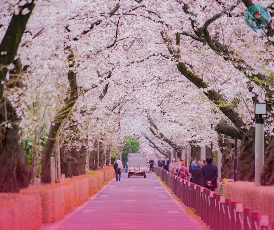 Cherry blossom ~チェリーブロッサム~ What a dream to have seen the