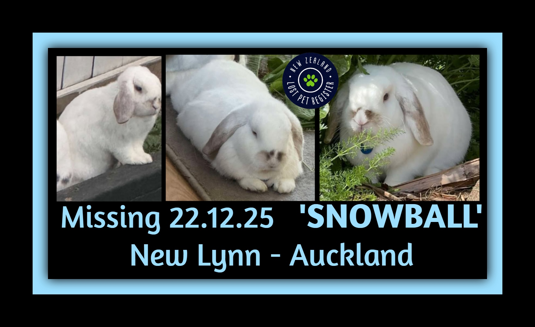 New - MISSING - RABBIT - (NEW LYNN) AUCKLAND 7.1.26 - Snowball's owner ...