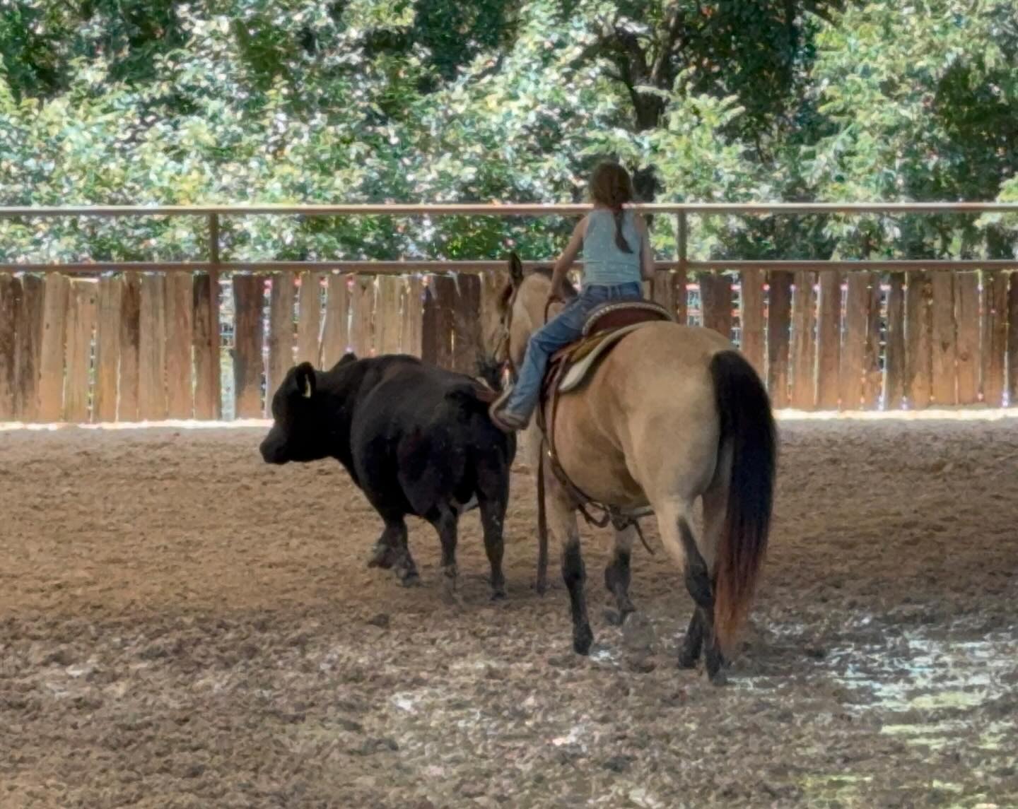 TnT Ranch & Tom Davis... - TnT Ranch & Tom Davis Horsemanship
