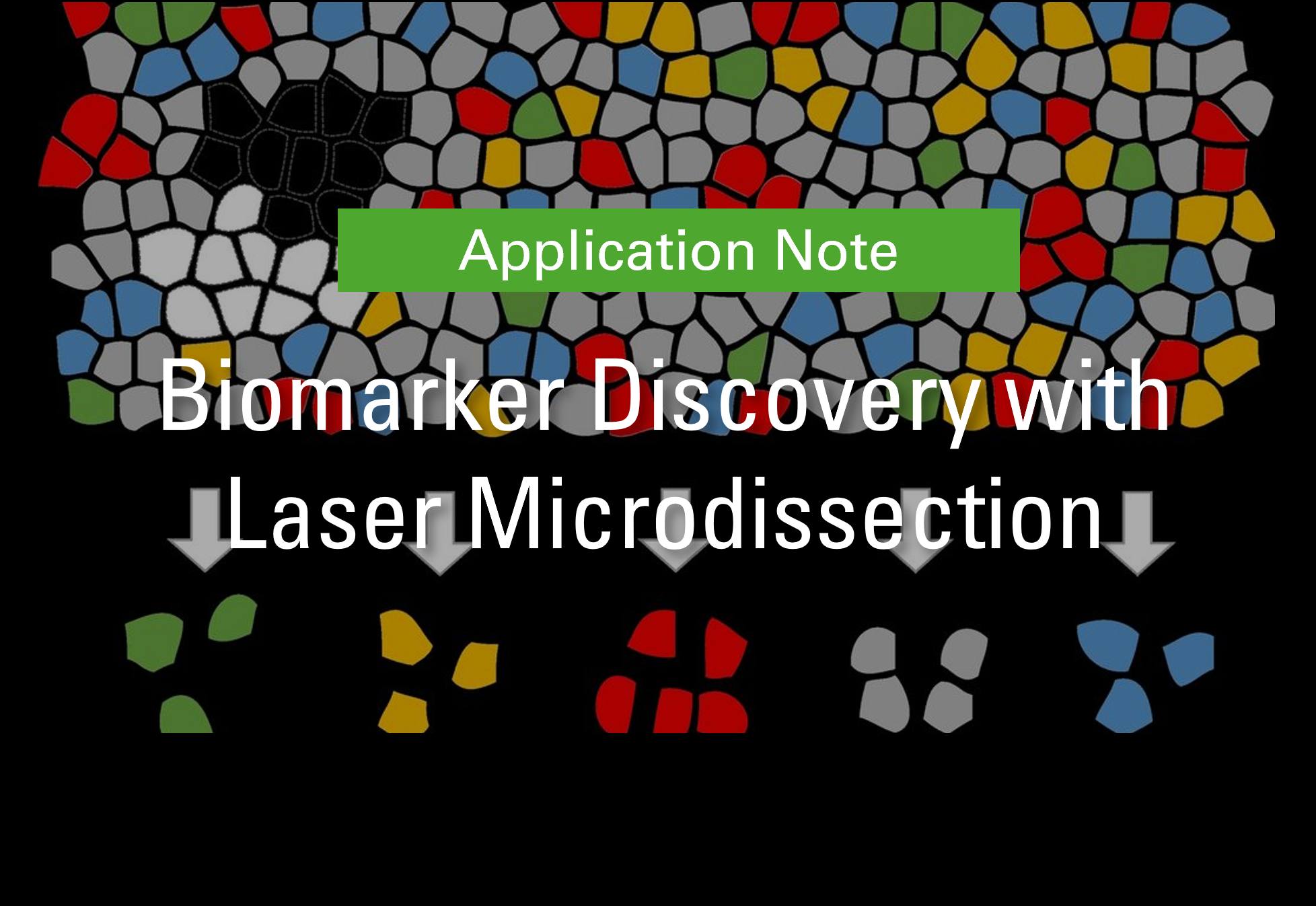 Leica - Deep Visual Proteomics(DVP) 연구를 위한 레이저 미세 절제의 활용 단일 세포 수준에서 질병의 ...