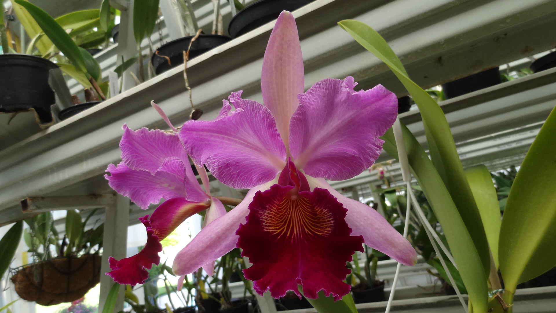 C. Hardyana (C. dowiana x C. warscewiczii ) Nature hybrid. but was