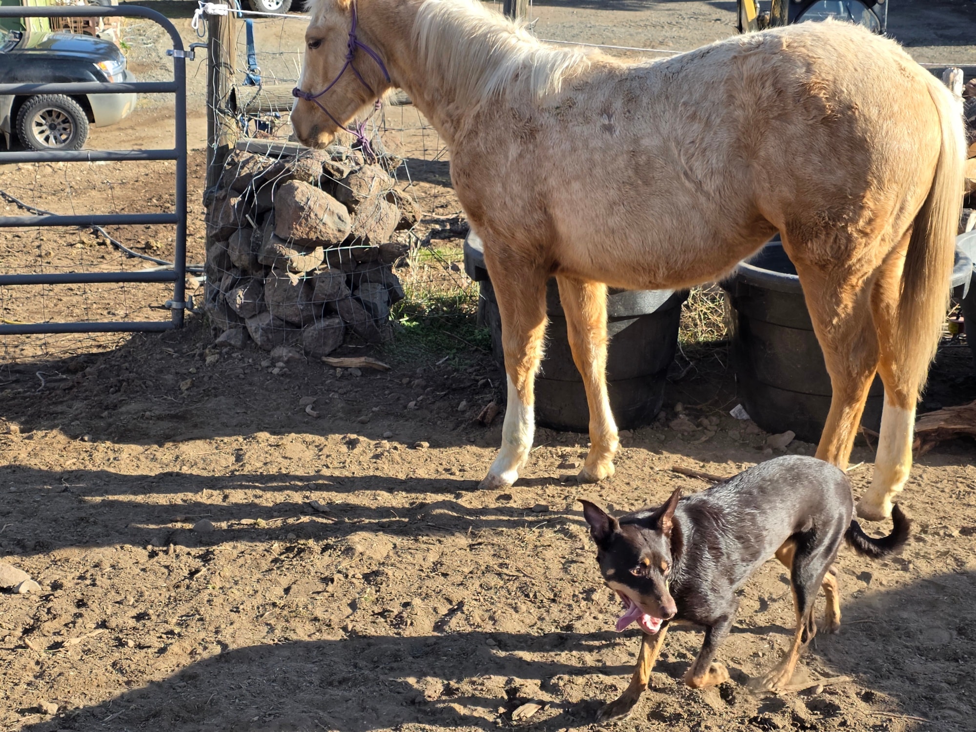 Wilhelm Ranch Dogs