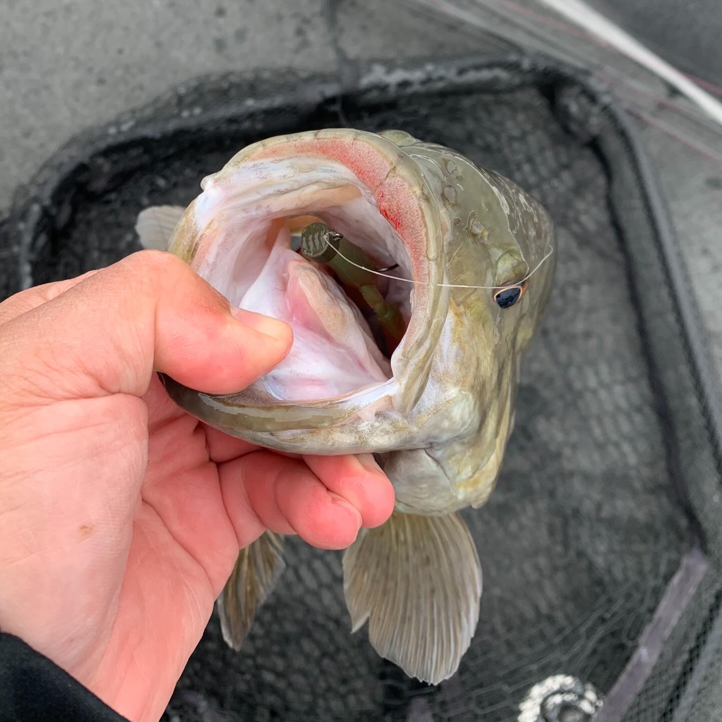 fish wont bite any lure PROBEROS Realistic Sardine Soft Bait Lifelike Soft Minnow  Proberos Fly Fishing When Fish Won't