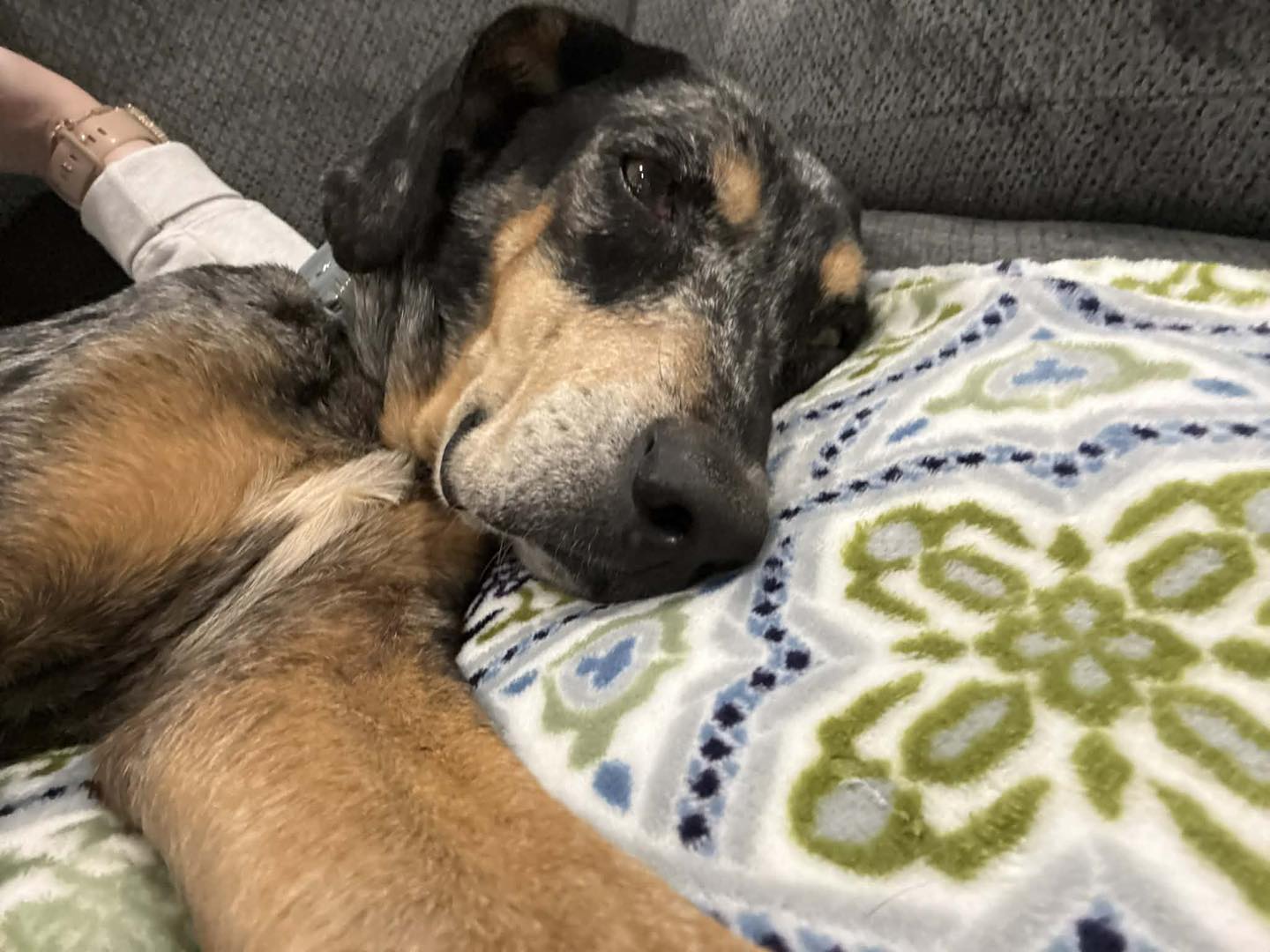 Adoption First Animal... - Adoption First Animal Rescue