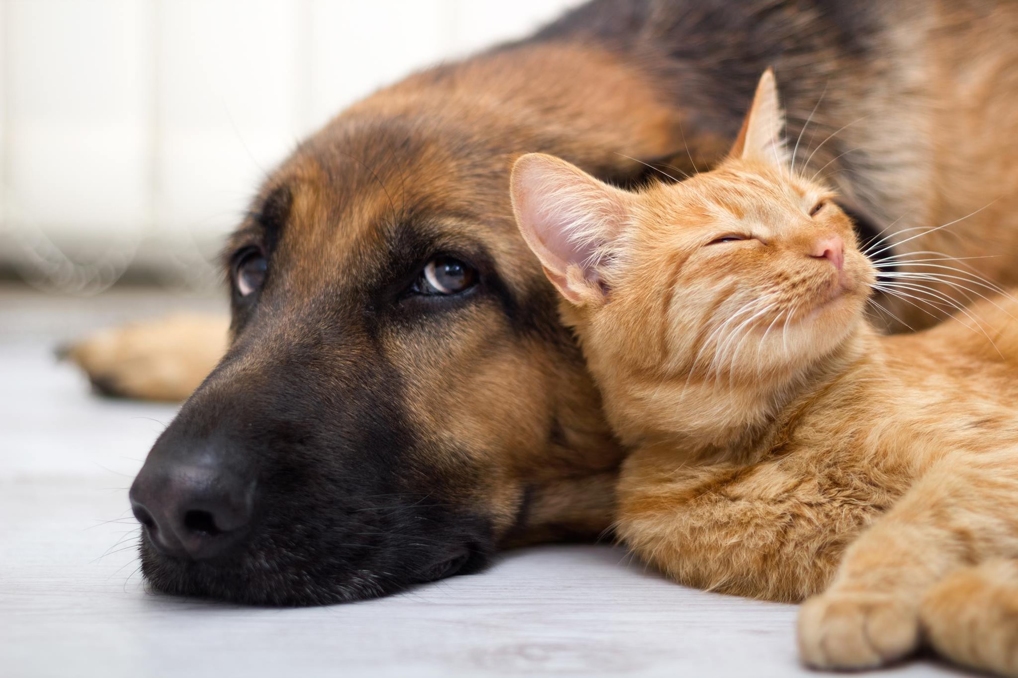 Shelter and Charity Veterinary Association