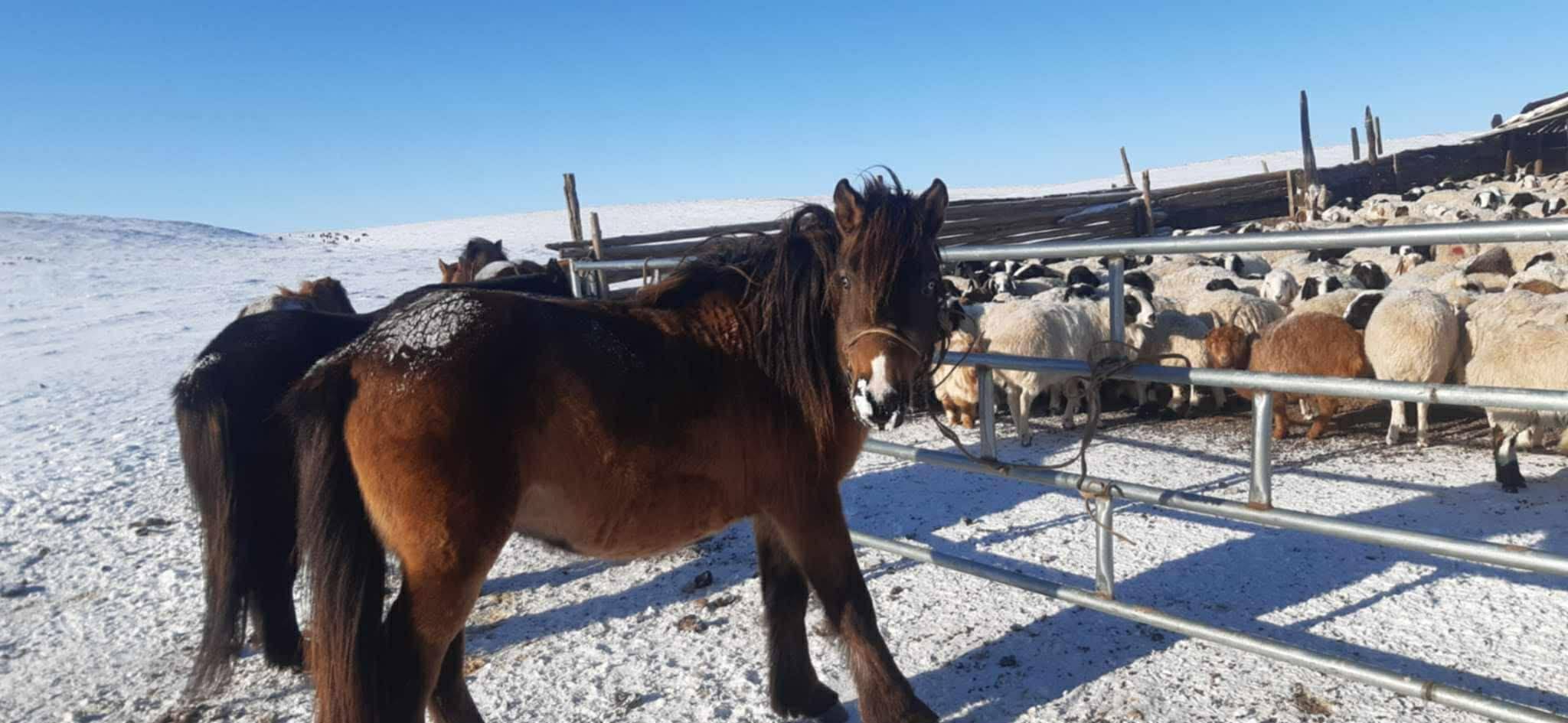 Адуу малын наймаа наймаа | Sain uu 25/tai nogoonii 7toi bloh Azraga ...