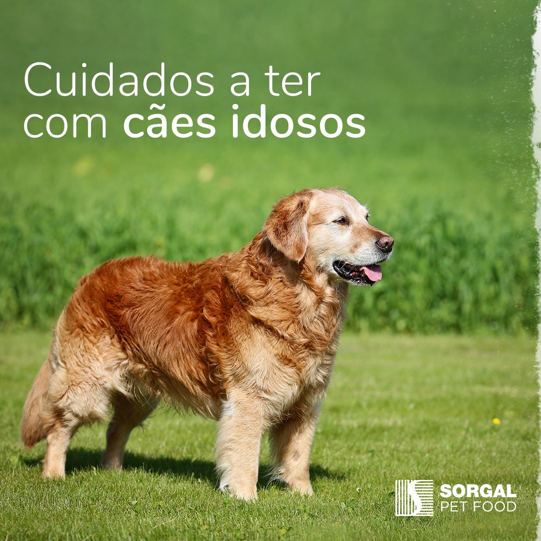 Sorgal Pet Food - A terceira idade é uma fase de vida que...