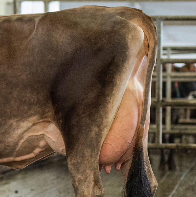 FDL Jerseys - Myra's sister ....Musqui Iatola Martha...Ex96 Three times ...