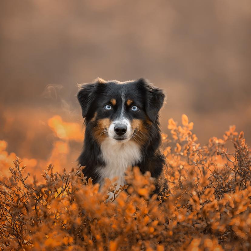 Joy's Roots... - Joy's Roots Miniature American Shepherds