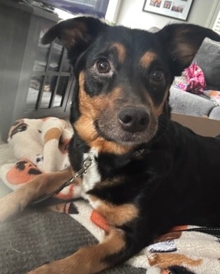 🐾💙 Parvo Survivor Story:... - Animal Friends Humane Society | Facebook