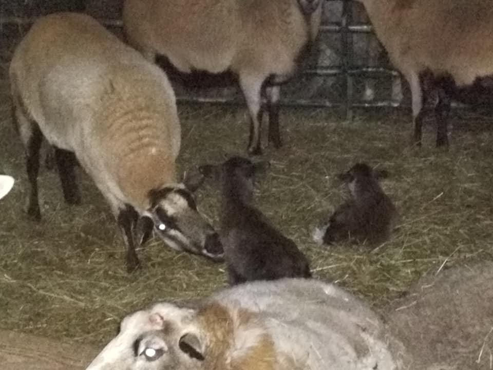 Life at Springbrook Acres Homestead