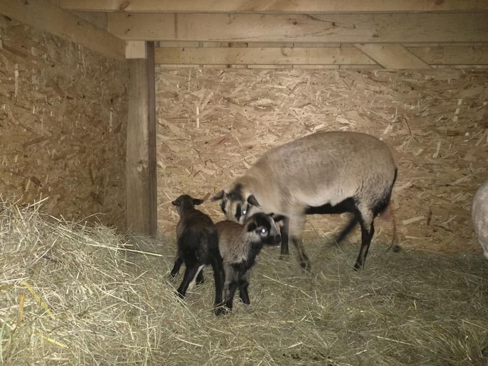 Life at Springbrook Acres Homestead