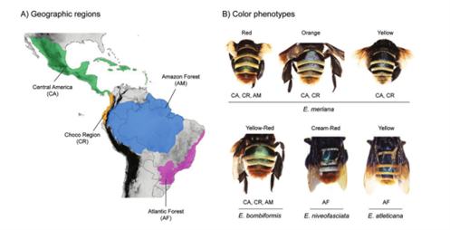 University - map of bee distribution next to color phenotypes of bees ...