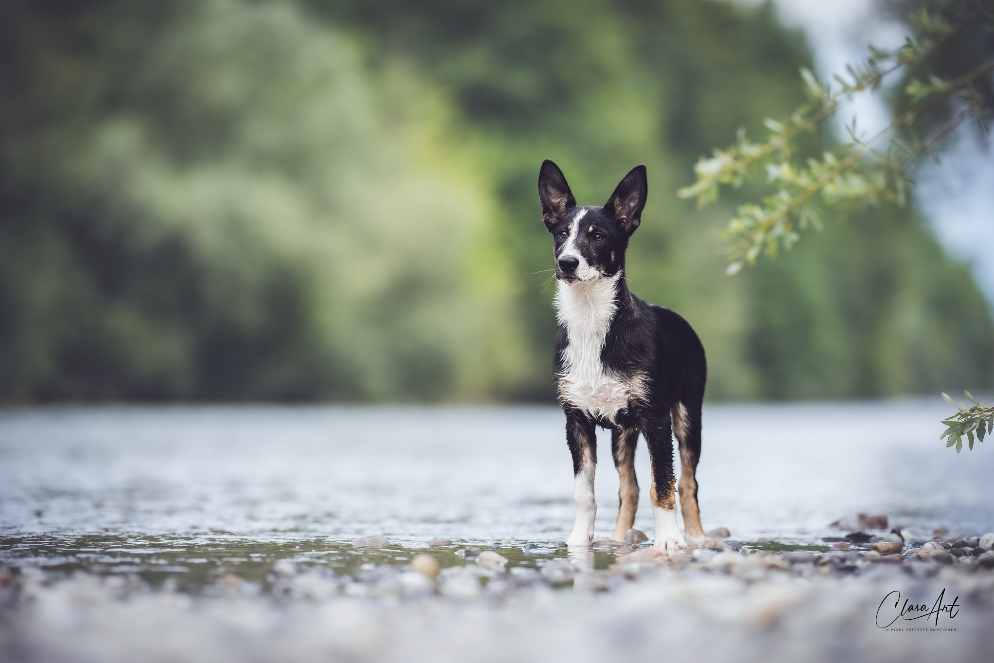 Clasa - 🐾💙🐾 C I H A N 🐾💙🐾 Ein neues Kapitel im Welpenspecial hat heute ...