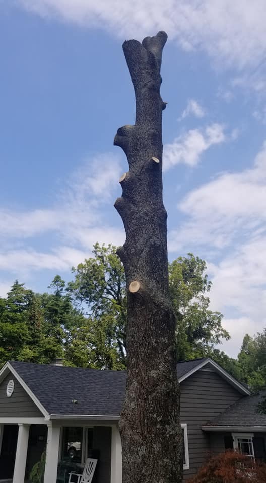 Legacy Tree Service | Louisville KY