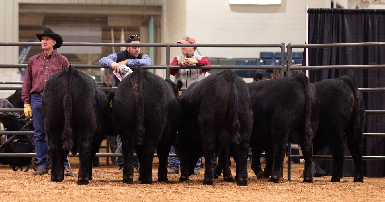 American - Congratulations to the champion of the Pen of Five Balancer ...