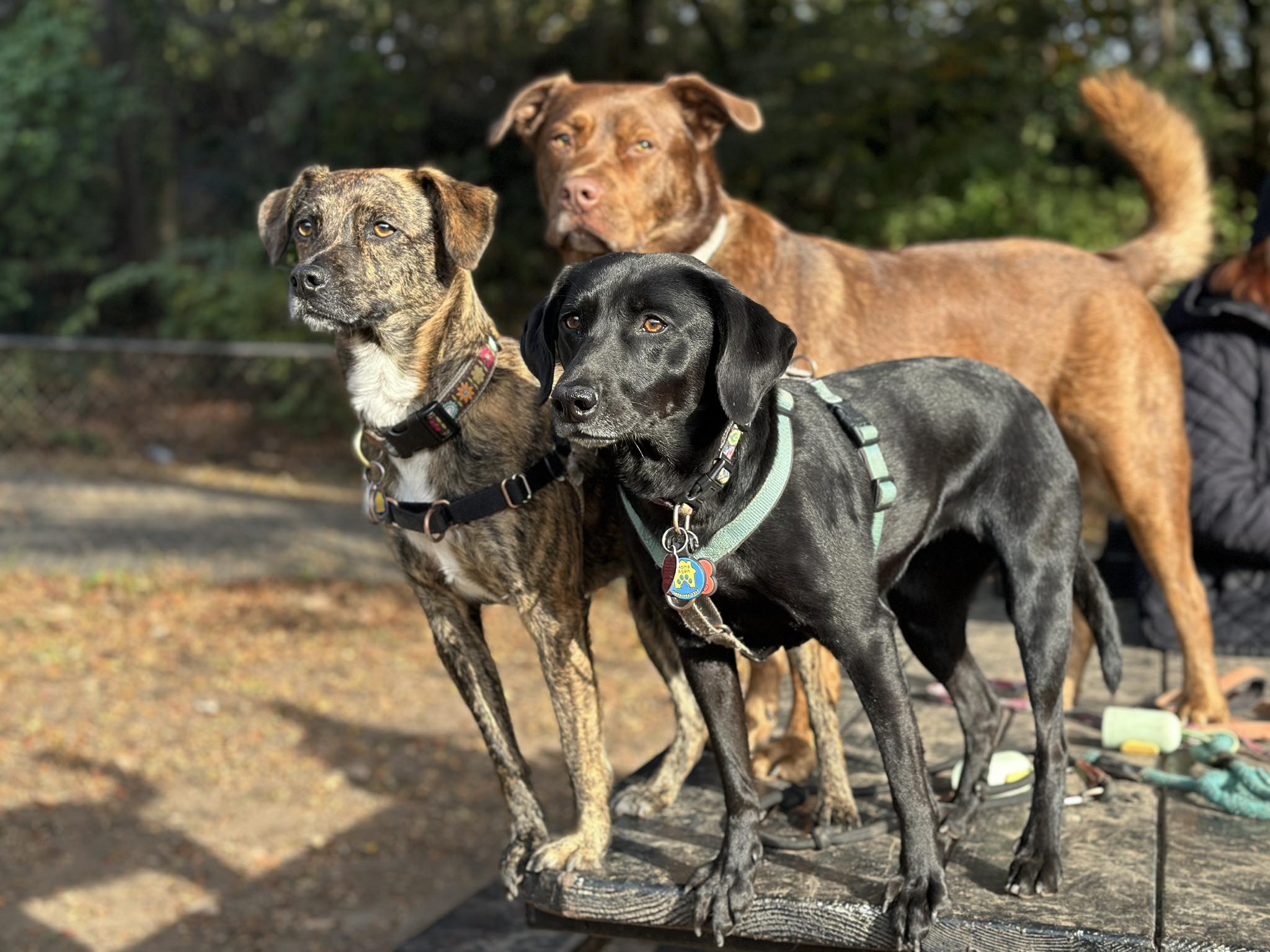 Fort Tryon Park Dog Run - Due to the expected storm tomorrow Howl-a ...