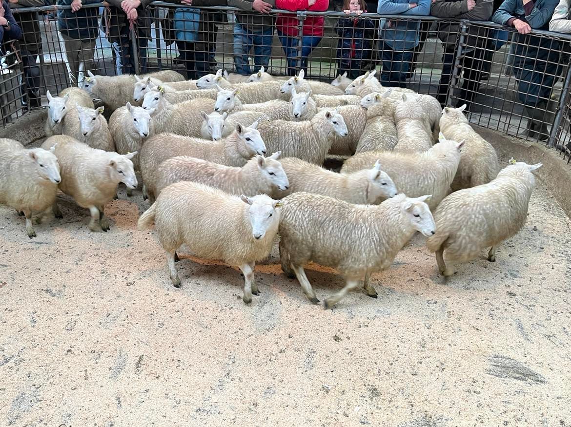 Herbert - ️ ️ Sale this Saturday at 10:30am ️ ️ 🐑 Penderyn Sheep Sale ...