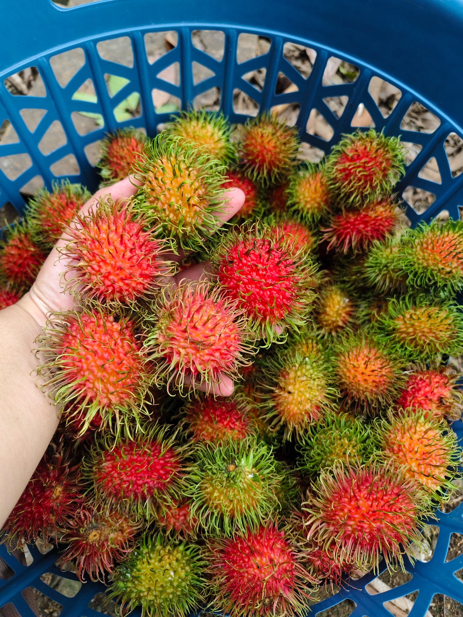 MALAYSIAN JADE RAMBUTAN 📍 fresh from... - Aisa A. Pariolan | Facebook