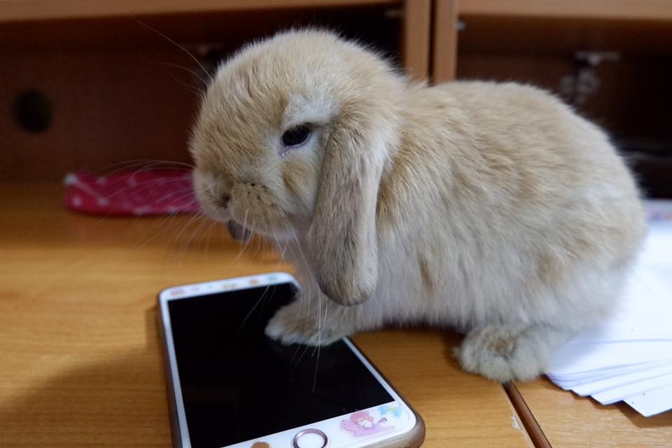 My money Rabbit - เห้อมันนี่ปลดล๊อคไม่เป็น... | Facebook