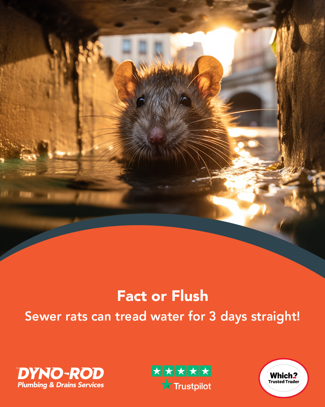 Dyno-Rod - FACT! Brown rats are expert swimmers — they... | Facebook