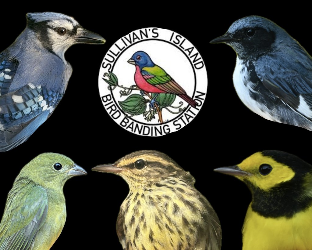 Sullivan's Island Bird Banding Station