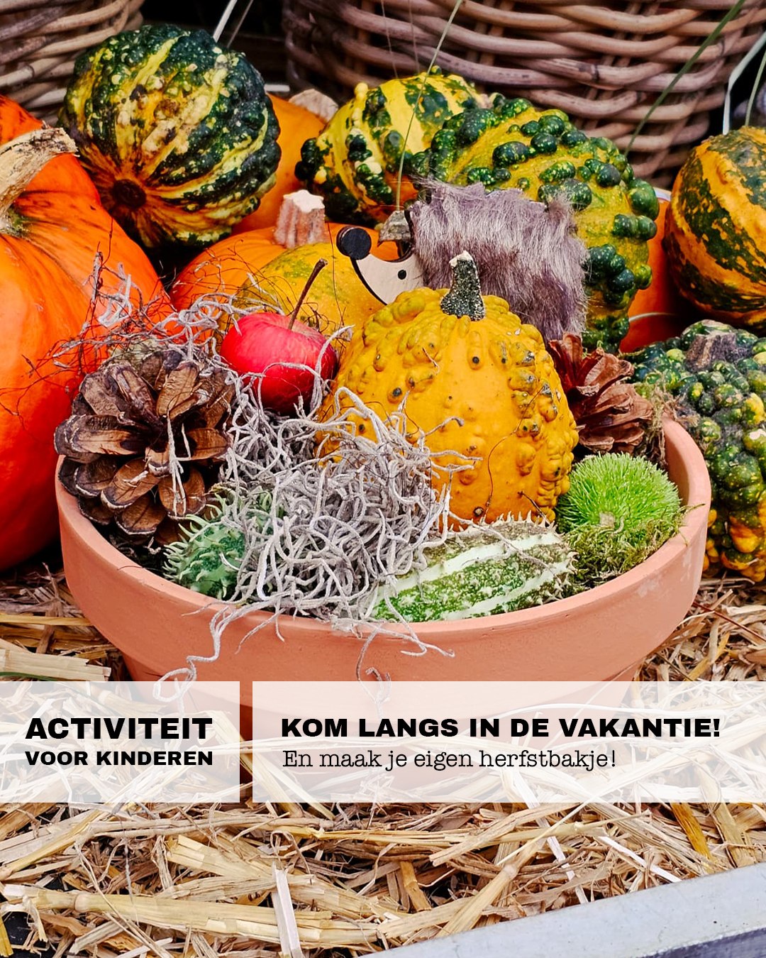 Tuindorado - 🍂 K I N D E R H E R F S T B A K J E 🍂 Deze... | Facebook
