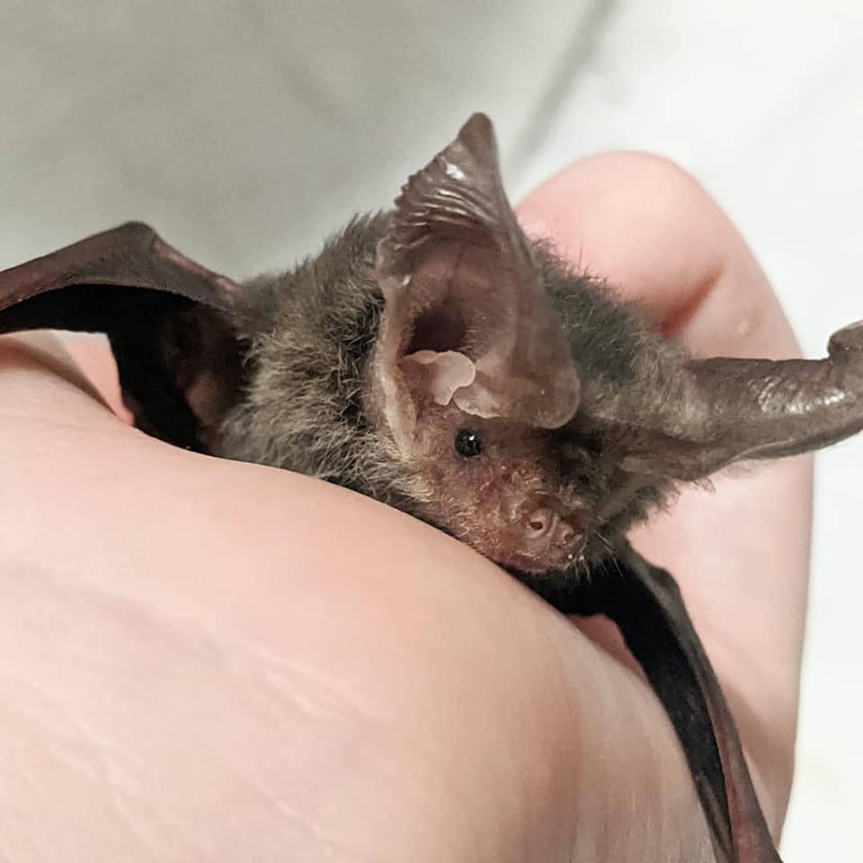 This handsome young man is Alfie,... - Microbats of Melbourne | Facebook