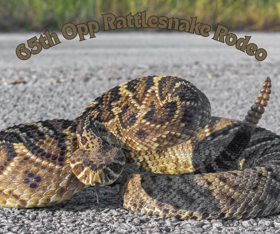 🐍 Educational Snake Shows at... - The Opp Rattlesnake Rodeo | Facebook