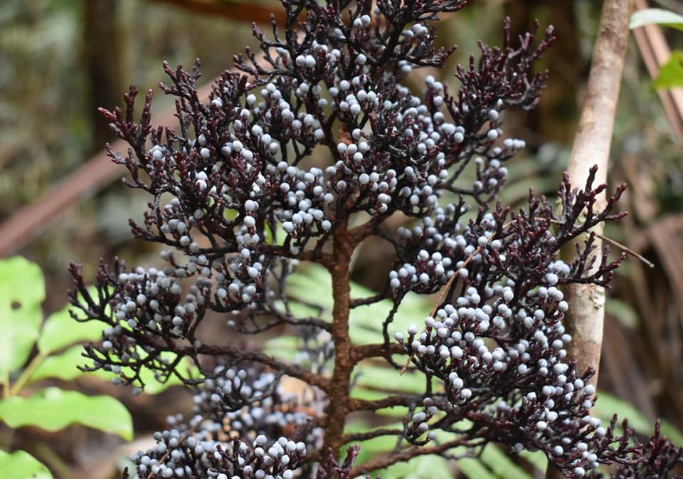 Meet the world's only... - Crime Pays But Botany Doesn't