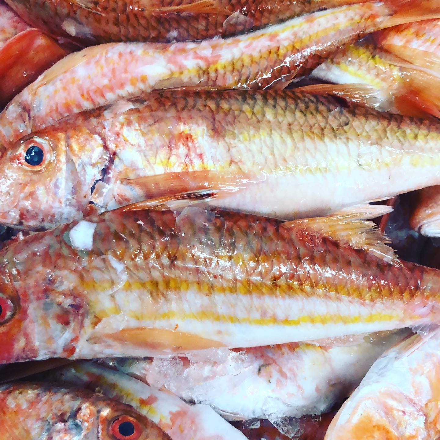 The Cod’s Pollocks Brixham | Brixham