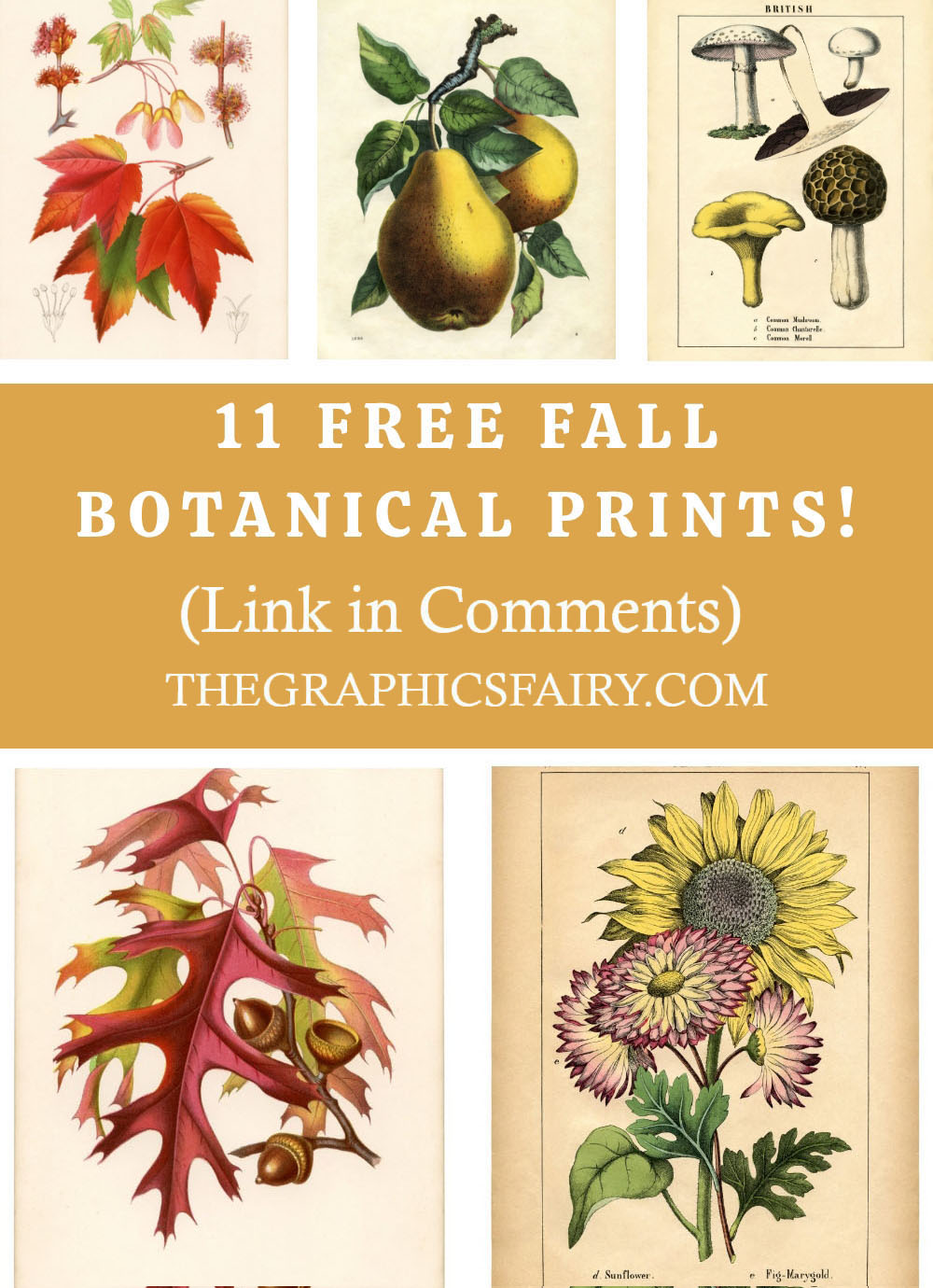 The Graphics - I've recently added a new Print to this lovely Autumn ...