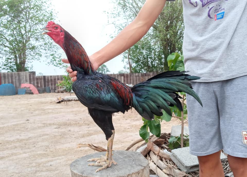 #สถานะ :... - ไก่เชิงไทย บ้านไร่บำรุง Ban Rai Bumrung | Facebook