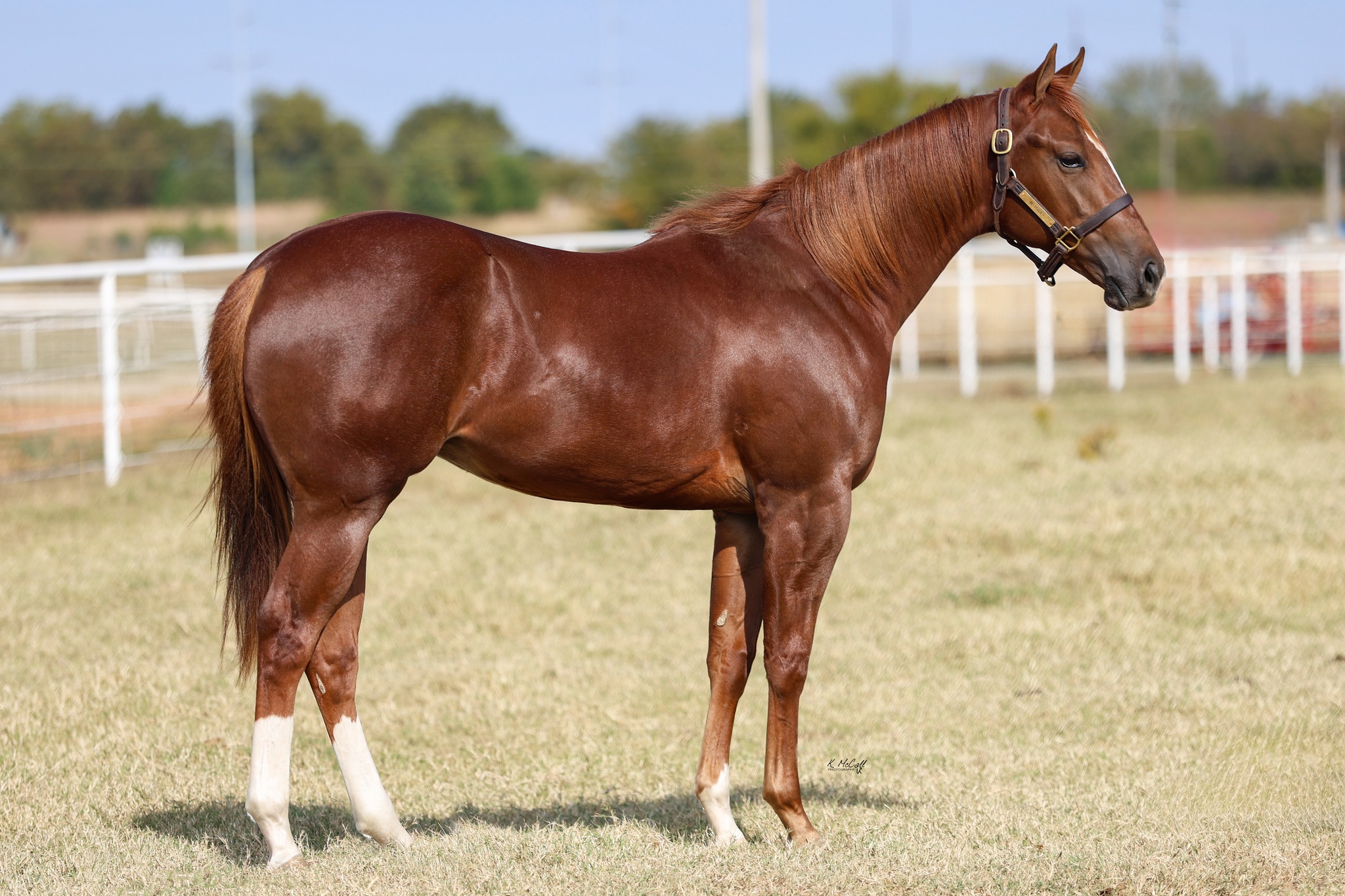 BFA - Hip No. 90 | One Bright Morning 2024 Sorrel Mare, Jl Dash Ta ...