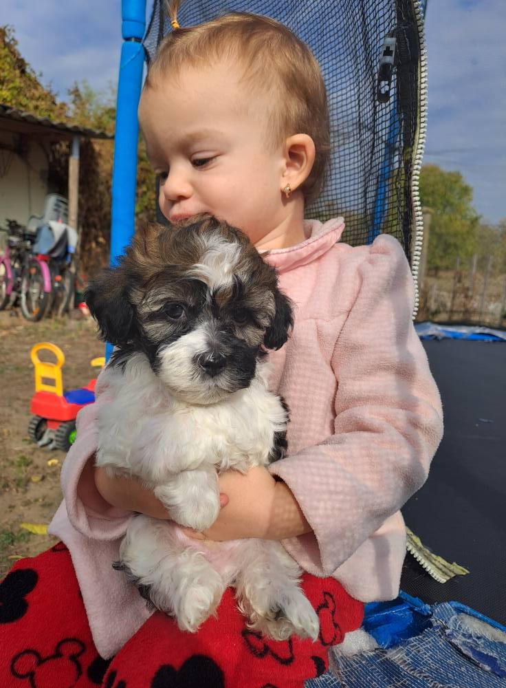 Csillagerdei Vadász Bichon Havanese Kennel