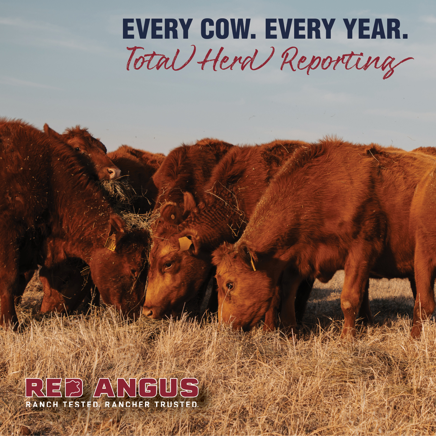 Red Angus Association... - Red Angus Association of America