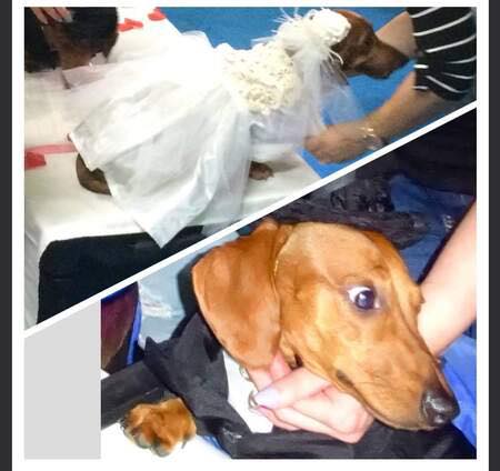 DRSF Welcomes Lya & Max... - Dachshund Rescue South Florida | Facebook