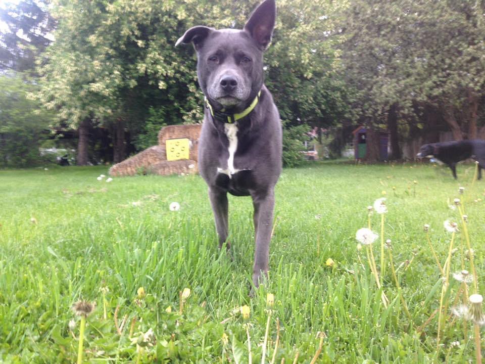 Curated visual reference: Canis Familiaris Dog Training Photo Inspiration