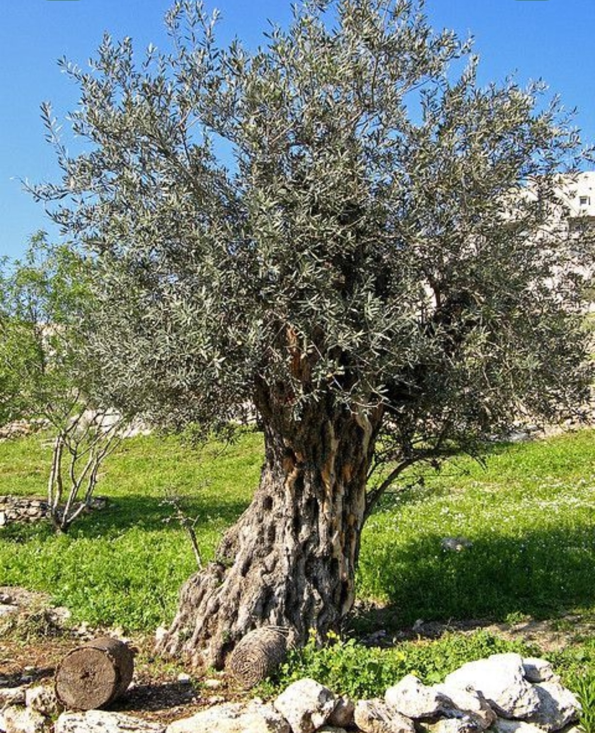 NOA - 🌿 We're excited to announce our Olive Tree Activity tomorrow! We ...