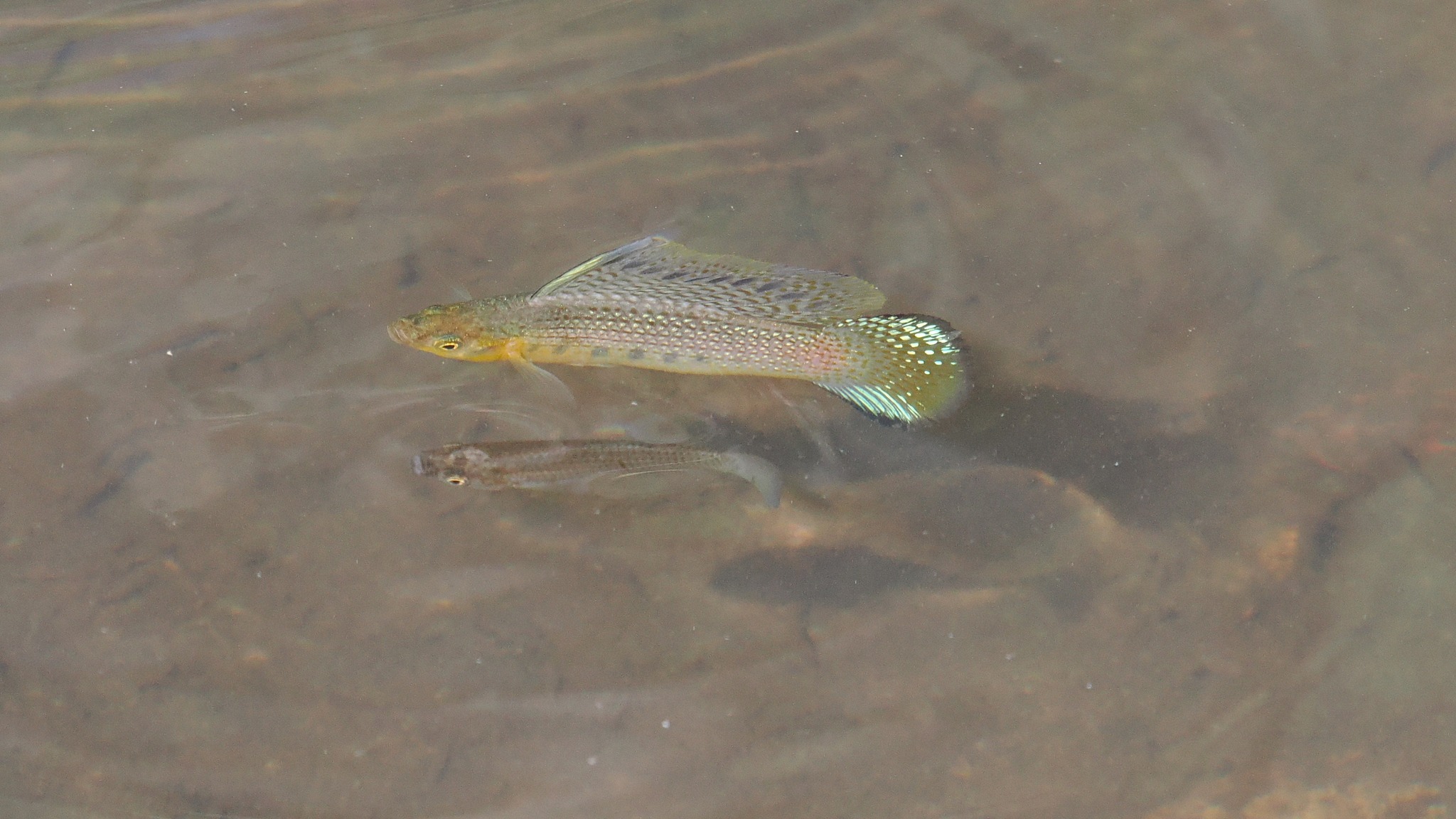 Check out these Sailfin Molly that are commonly found around the ...