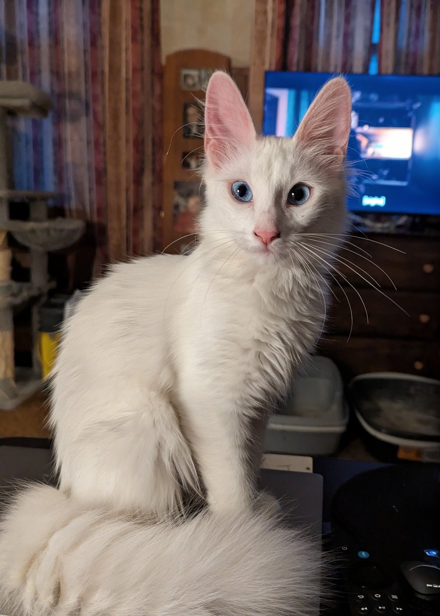 Kireina - Moana and I are officially on kitten watch. 🐾 Aiyana was due ...