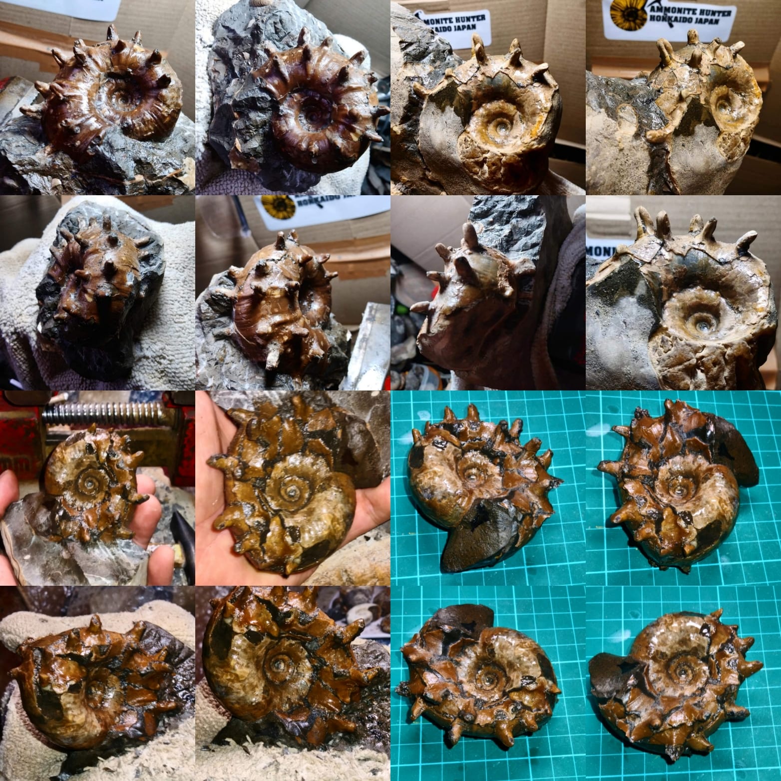 Ammonite fossils at Mikasa Museum in Hokkaido, Japan