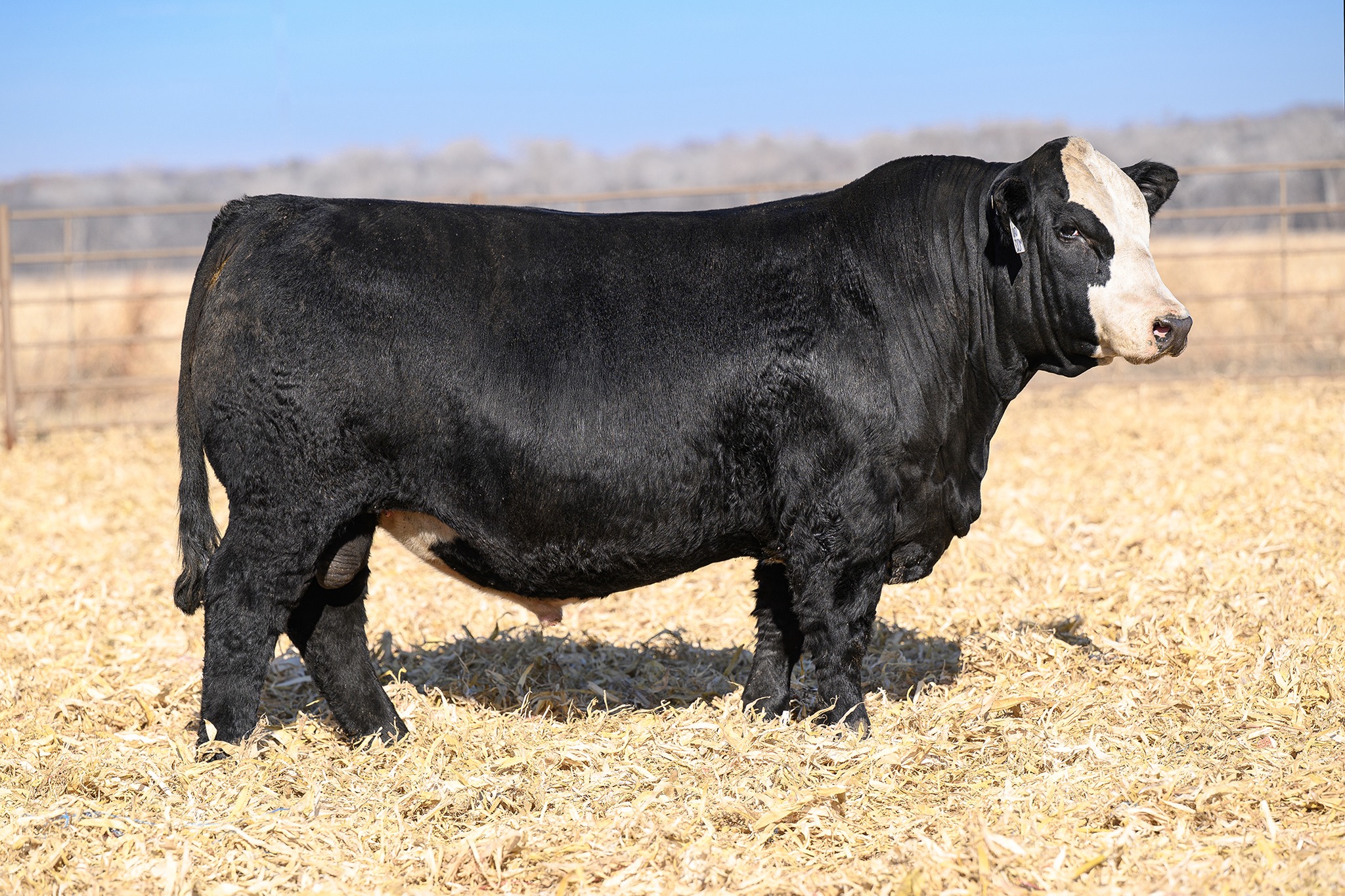 River Creek Farms - Simmental & SimAngus Bulls | Manhattan KS