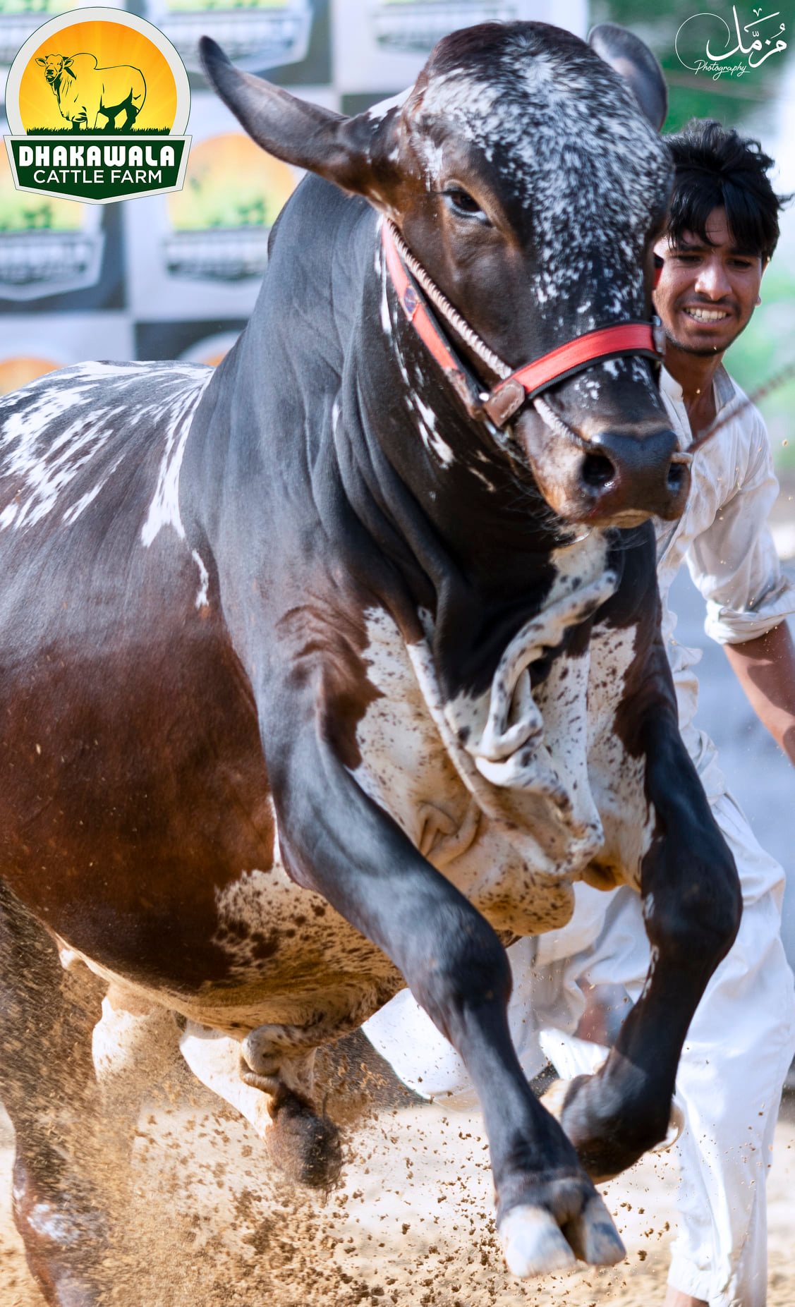 Dhakawala Cattle Farm | Karachi