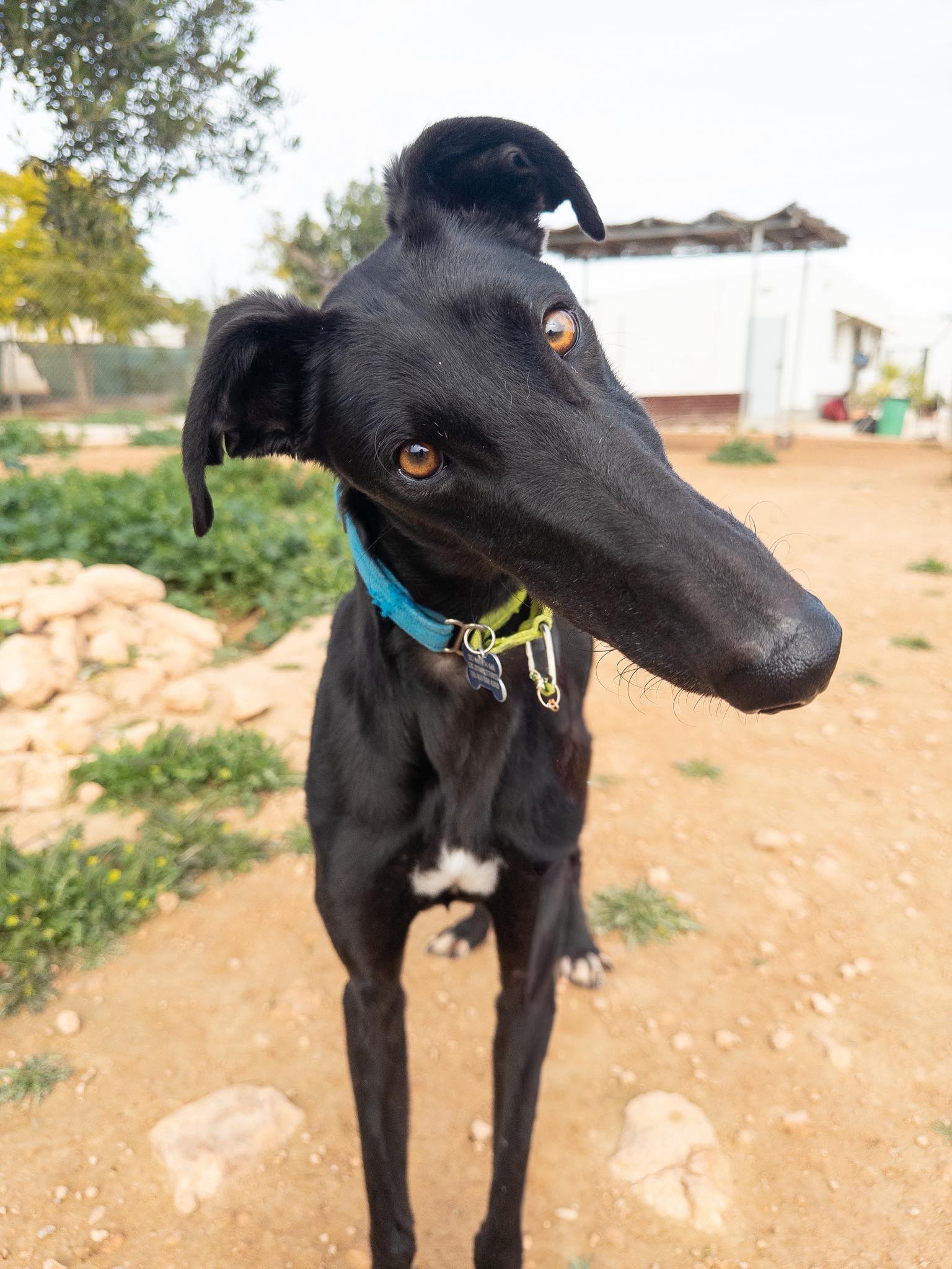Galgos del Sol - Oh hello says Capirote. Capirote has... | Facebook