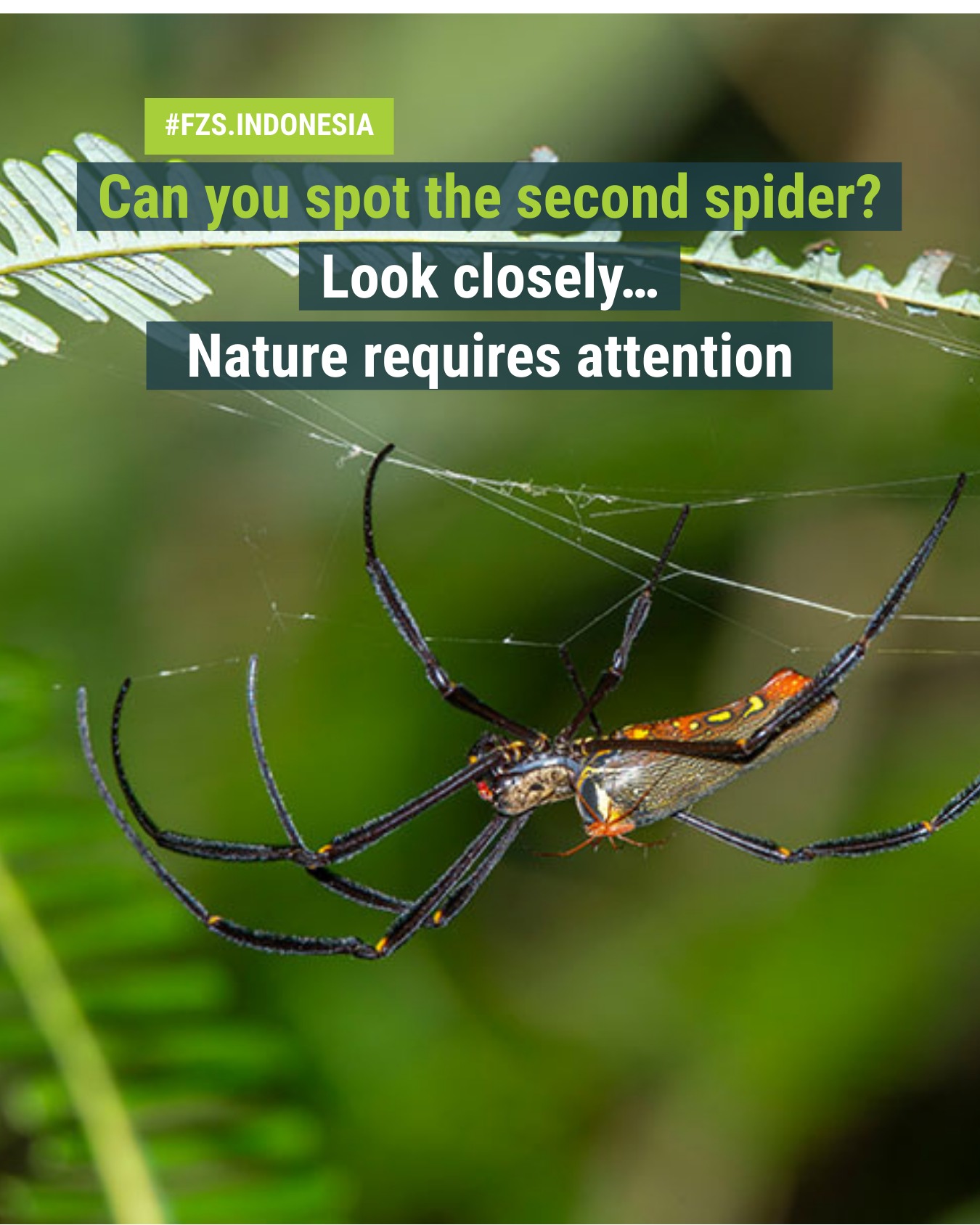 Do you see a spider? ? Look closely again. This image shows a 