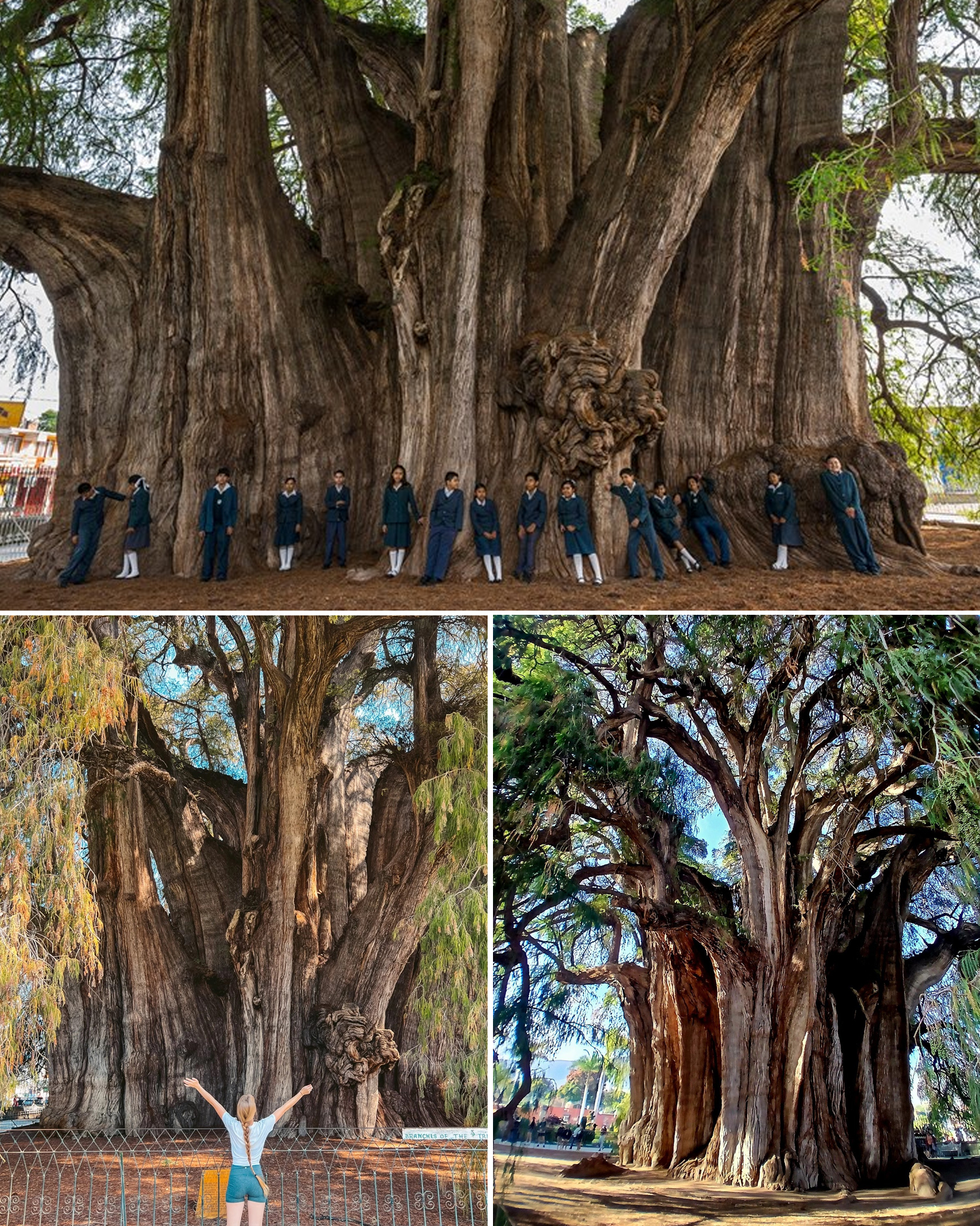Wild - At over 2000 years old, El Arbol del Tule, which is actually an ...